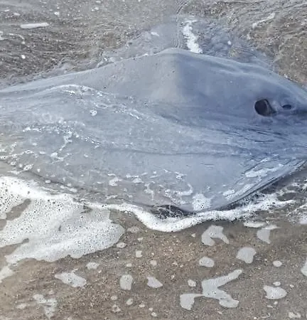 بيت للعطل Letizia