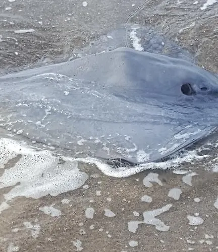 Hébergement de vacances Letizia